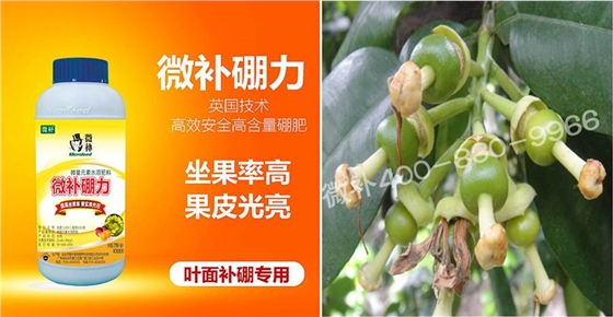 蜜柚促花壯花除了補(bǔ)磷還需要補(bǔ)硼鋅？