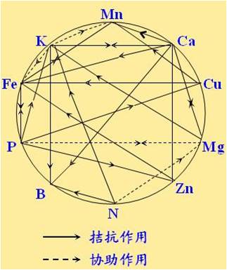 原料型鉀肥和鎂肥為什么會(huì)發(fā)生拮抗？