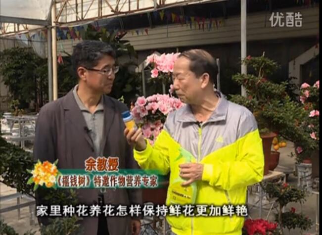 20160118珠江臺(tái)搖錢樹：家庭花卉用綠夫人600度鮮花營(yíng)養(yǎng)液，花開鮮艷、花期長(zhǎng)