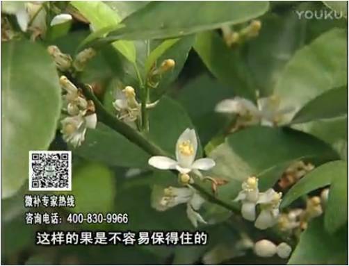 20170313珠江臺搖錢樹：柑橘淋沖微補根力鈣+精力，噴微補花力+硼力，來花健壯，預(yù)防減少弱花畸形花