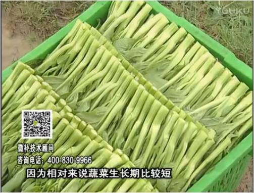 20170306珠江臺搖錢樹：蔬菜澆施微補根力鈣+精力，提高蔬菜長勢，減少病害，提高收益